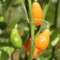 Preview: Chili Cabaca Peach (Schärfe 3) (Samen)