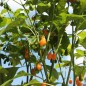 Preview: Chili Cabaca Peach (Schärfe 3) (Samen)