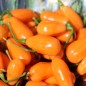 Preview: Chili Cabaca Peach (Schärfe 3) (Samen)
