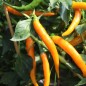 Preview: Chili Cayenne Orange (Schärfe 8) (Samen)