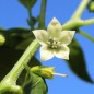 Preview: Chili Cayenne Orange (Schärfe 8) (Samen)