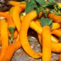 Preview: Chili Cayenne Orange (Schärfe 8) (Samen)
