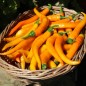 Preview: Chili Cayenne Orange (Schärfe 8) (Samen)