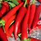 Preview: Chili Cayenne Red (Schärfe 8) (Samen)