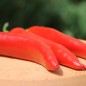 Preview: Chili Cayenne Red (Schärfe 8) (Samen)