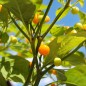 Preview: Chili Charapita (Schärfe 9) (Samen)