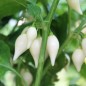 Preview: Chili Chupentinho White (Schärfe 9) (Samen)