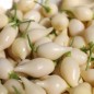 Preview: Chili Chupentinho White (Schärfe 9) (Samen)