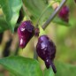Preview: Chili Condors Beak (Schärfe 7) (Samen)