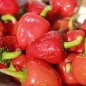 Preview: Chili Dieghito Jalapeno (Schärfe 4) (Samen)