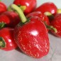 Preview: Chili Dieghito Jalapeno (Schärfe 4) (Samen)