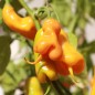 Preview: Chili Erotica (Schärfe 7) (Samen)