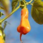 Preview: Chili Erotica (Schärfe 7) (Samen)