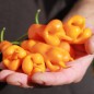 Preview: Chili Erotica (Schärfe 7) (Samen)