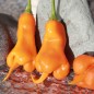 Preview: Chili Erotica (Schärfe 7) (Samen)