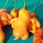 Preview: Chili Erotica (Schärfe 7) (Samen)