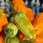 Preview: Chili Fish Pepper Orange (Schärfe 6) (Samen)