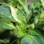 Preview: Chili Fish Pepper Orange (Schärfe 6) (Samen)