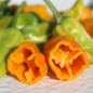 Preview: Chili Fish Pepper Orange (Schärfe 6) (Samen)