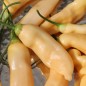 Preview: Chili Fragrant Bellini (Schärfe 4) (Samen)