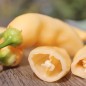 Preview: Chili Fragrant Bellini (Schärfe 4) (Samen)