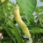 Preview: Chili Fragrant Bellini (Schärfe 4) (Samen)