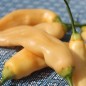 Preview: Chili Fragrant Bellini (Schärfe 4) (Samen)