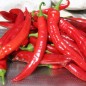 Preview: Neu! Chili Gochugaru (Korean Giant Kimchi) (Schärfe 2) (Samen)