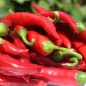 Preview: Neu! Chili Gochugaru (Korean Giant Kimchi) (Schärfe 2) (Samen)