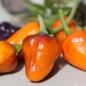 Preview: Chili Golden Nugget (panaschiert) (Schärfe 4) (Samen)