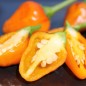 Preview: Chili Golden Nugget (panaschiert) (Schärfe 4) (Samen)