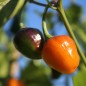 Preview: Chili Golden Nugget (panaschiert) (Schärfe 4) (Samen)