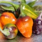 Preview: Chili Golden Nugget (panaschiert) (Schärfe 4) (Samen)