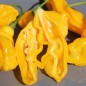 Preview: Chili Goronong (Schärfe 10) (Samen)