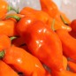 Preview: Chili Habanada (Schärfe 0) (Samen)