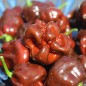 Preview: Neu! Chili Habanero Sweet Brown (Schärfe 1) (Samen)