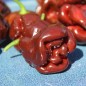Preview: Neu! Chili Habanero Sweet Brown (Schärfe 1) (Samen)