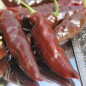 Preview: Chili Hot Chocolate (Schärfe 10) (Samen)