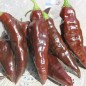 Preview: Chili Hot Chocolate (Schärfe 10) (Samen)