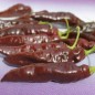 Preview: Chili Hot Chocolate (Schärfe 10) (Samen)