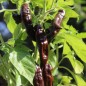 Preview: Chili Hot Chocolate (Schärfe 10) (Samen)