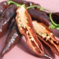 Preview: Chili Hot Chocolate (Schärfe 10) (Samen)
