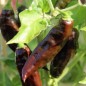 Preview: Chili Hot Chocolate (Schärfe 10) (Samen)