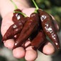Preview: Chili Hot Chocolate (Schärfe 10) (Samen)