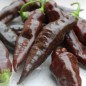 Preview: Chili Hot Chocolate (Schärfe 10) (Samen)