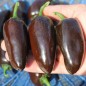 Preview: Neu! Chili Jalapeno Black Marrocan (Schärfe 4) (Samen)