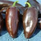Preview: Neu! Chili Jalapeno Black Marrocan (Schärfe 4) (Samen)