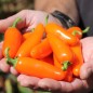 Preview: Chili Jalapeno NuMex Orange Spice (Schärfe 2) (Samen)
