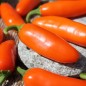 Preview: Chili Jalapeno NuMex Orange Spice (Schärfe 2) (Samen)