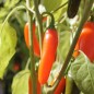 Preview: Chili Jalapeno NuMex Orange Spice (Schärfe 2) (Samen)
